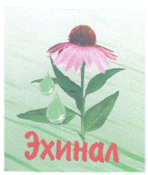 Товарный знак № 18938 «ЭХИНАЛ»